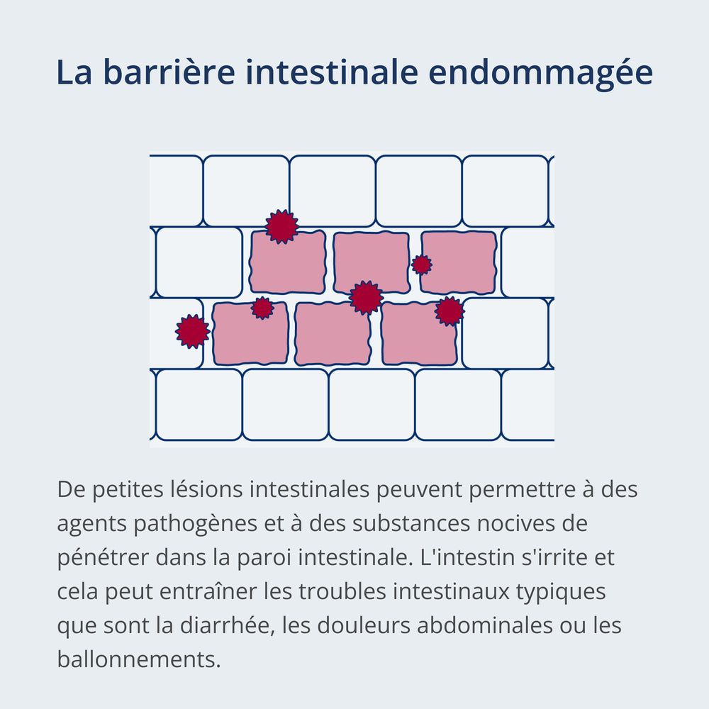 Une photo: Schéma enfantin d’une barrière intestinale endommagée