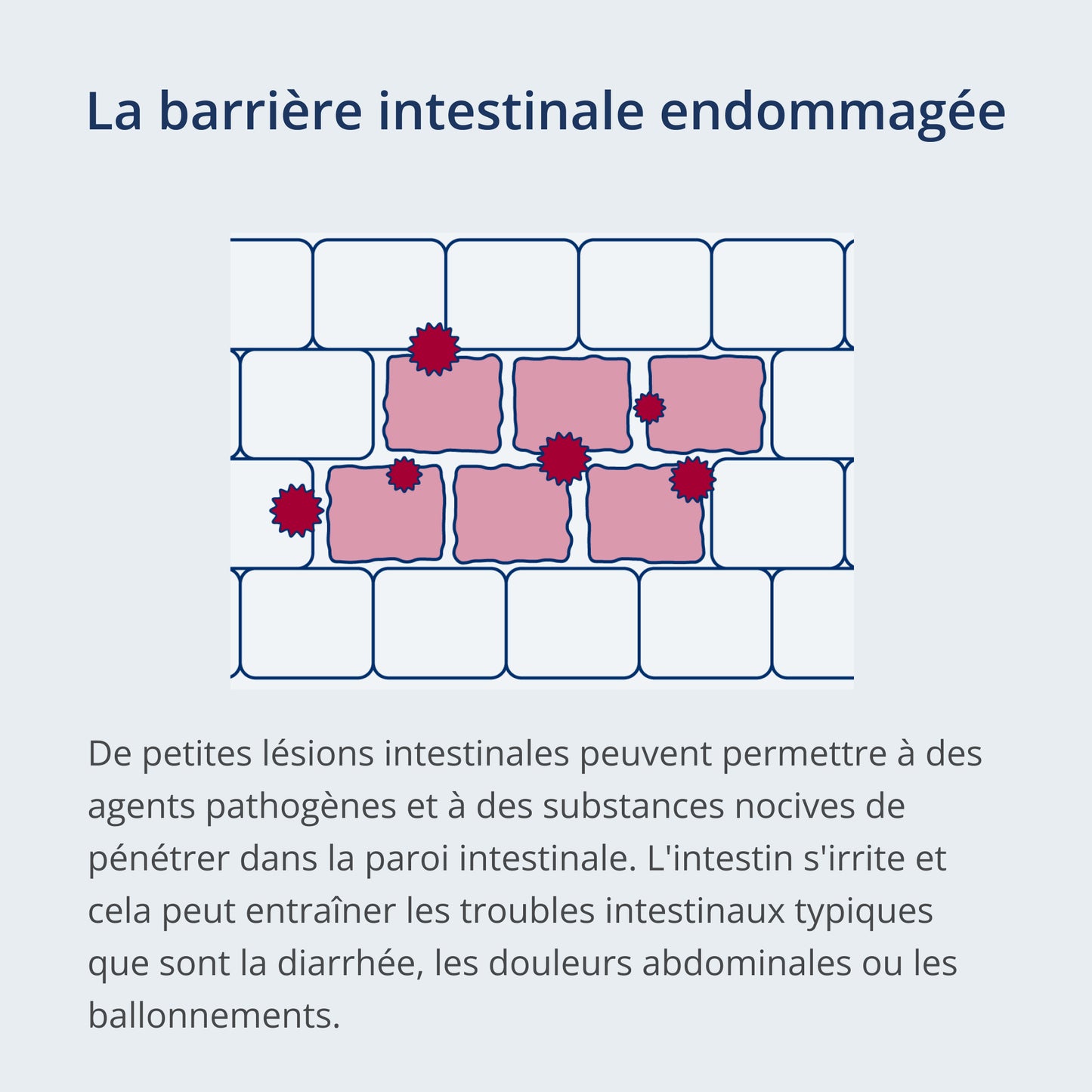 Une photo: Schéma enfantin d’une barrière intestinale endommagée